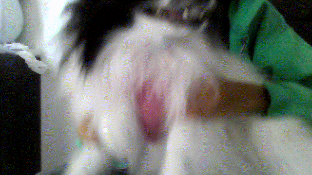 22a9f575-1d47-40c6-9360-036c421d1e99-VID_20240220_145823.gif