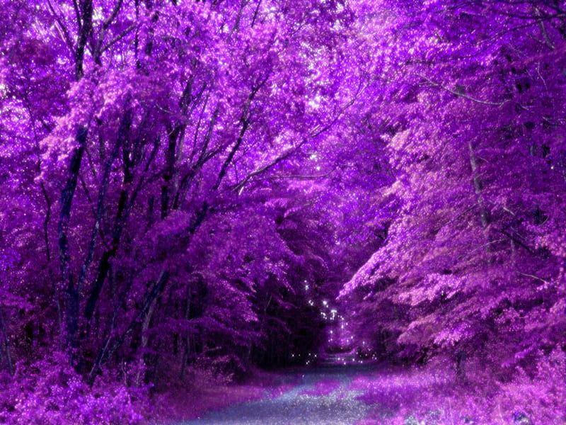 HD-wallpaper-purple-forest-path-forest-purple-trees.jpg