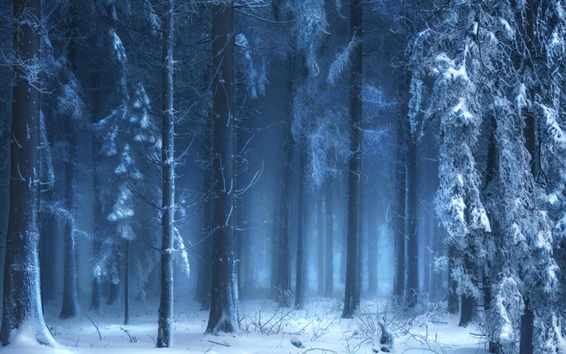 frozen-forest-5.jpg