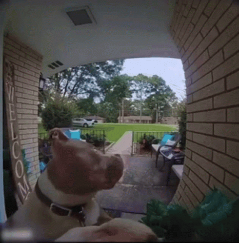 dog-camera.gif