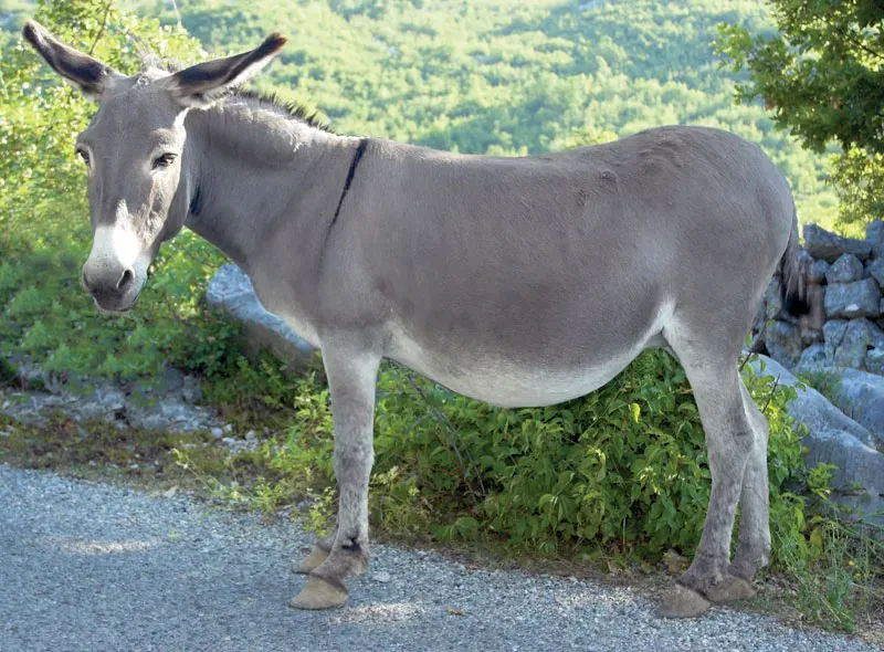 fa3f115c-e3bf-4e63-a77c-d23829210c57-Donkey.webp