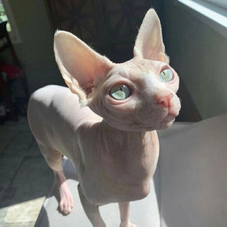 Cute Hairless Cat.jpg