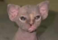 c0c10d61-8ed5-4d61-a0c7-76b5462a7251-image.png