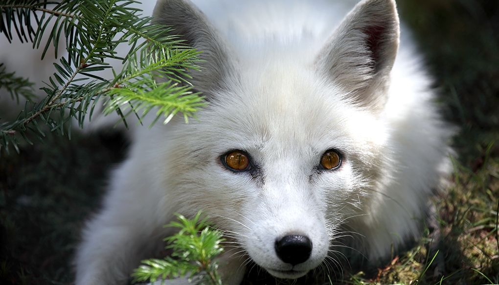 animal-hero-arcticfoxe.jpg