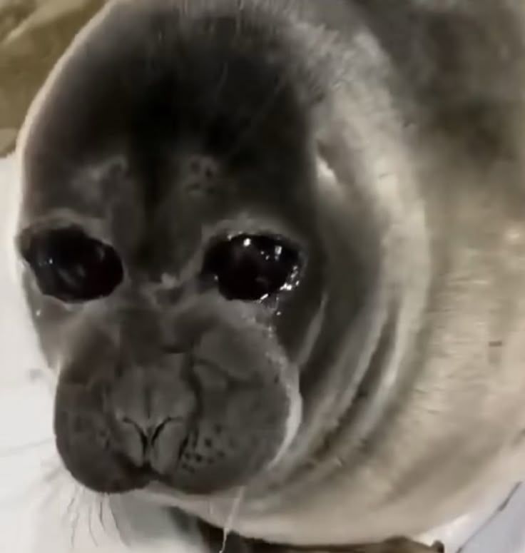Baikal Seal on the verge of tears.jpeg