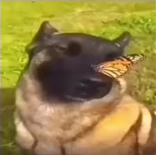 images (27).jpeg