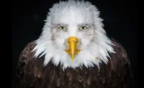 84a38a32-6b53-4703-b9fc-a7d0f414ff4d-image.png