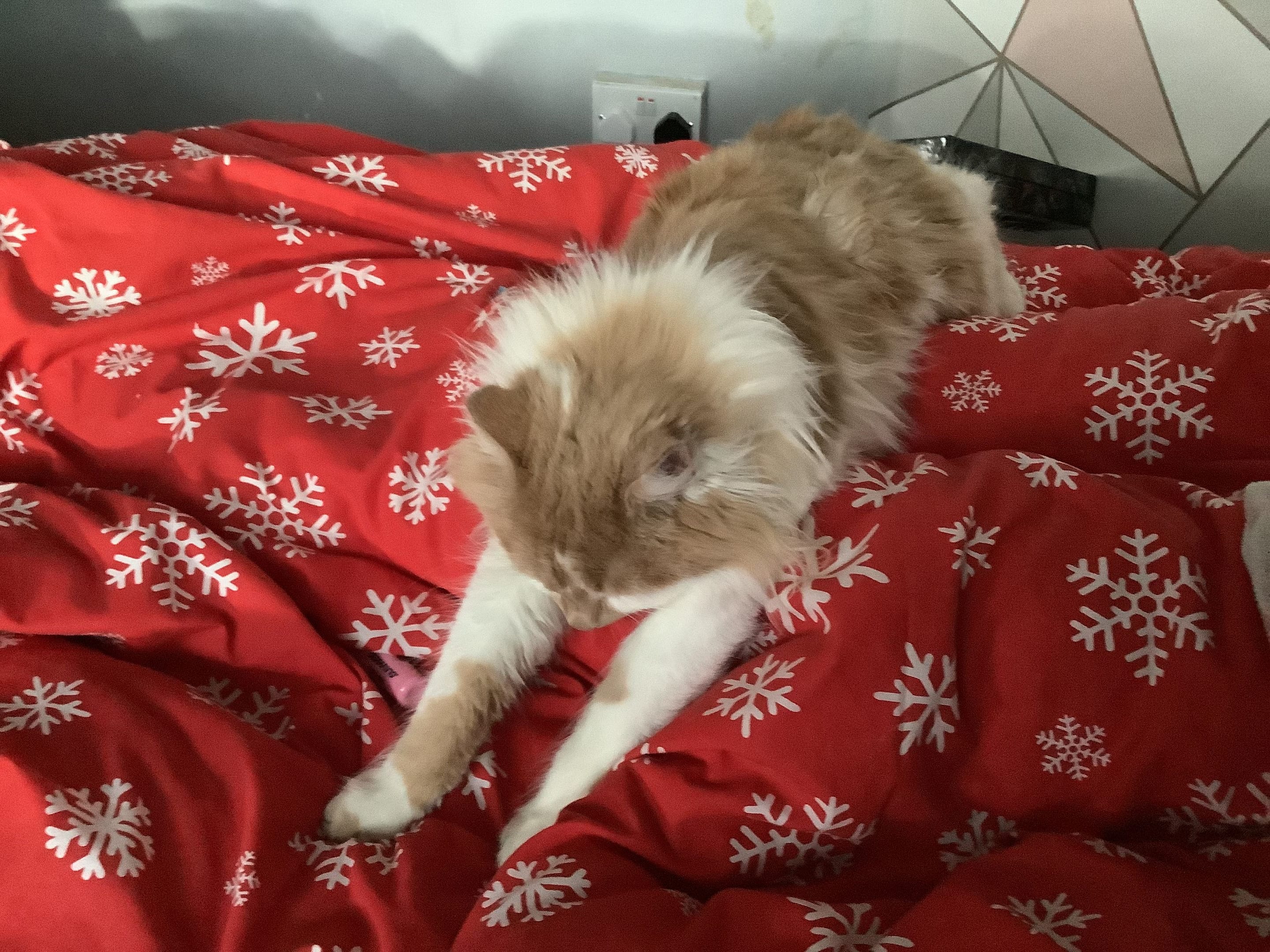 IMG_5096.jpeg