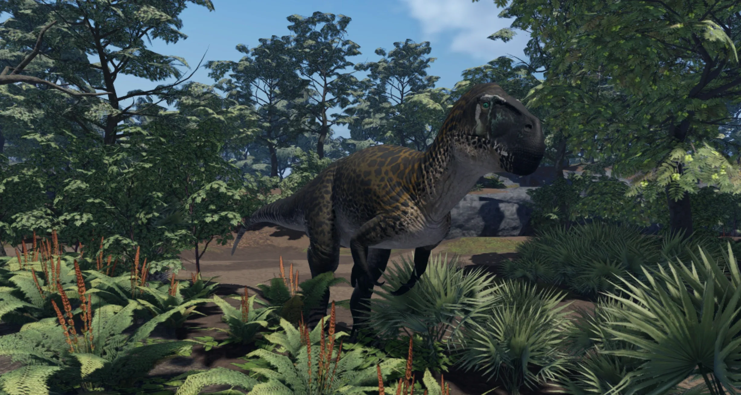 Rainforest_Torvo_Female.webp