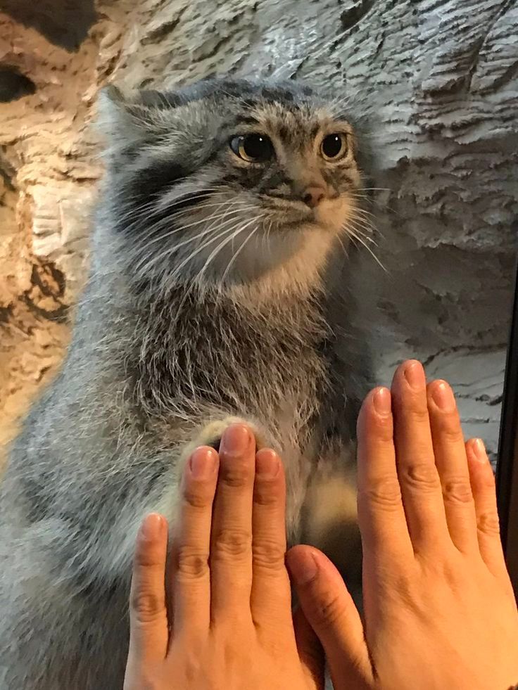 paw.jpg