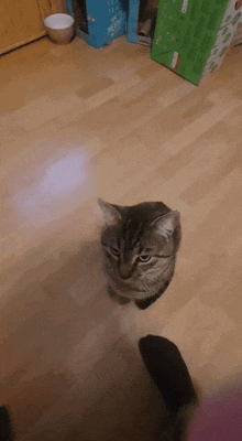cat-blast-off.gif