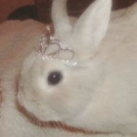 i.luv.unicorns