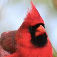 Cardinal